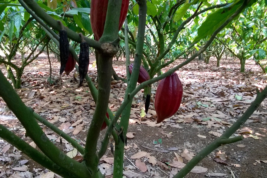 cocoa plantation