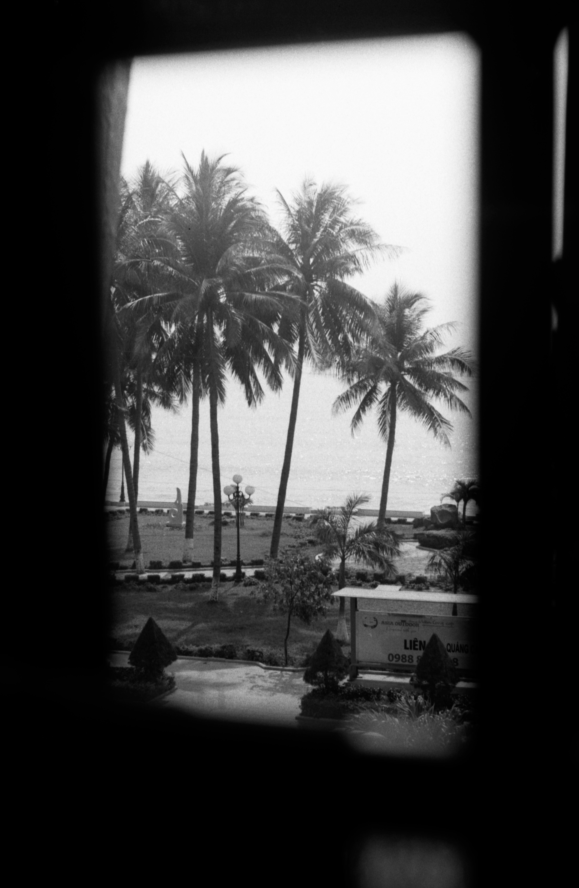 palm trees from our hotel room window